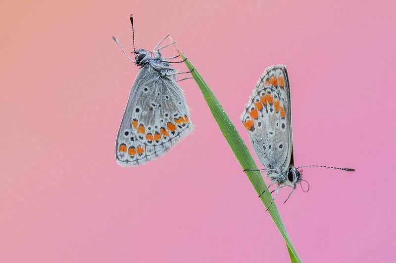 Lycaenidae - Aricia agestis